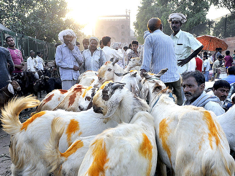 livestock sector brief india fao