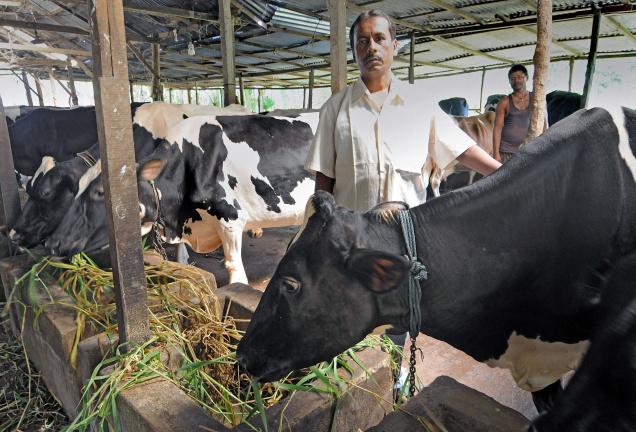 cattle feed industry in kerala