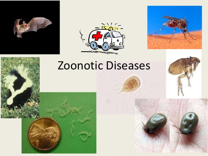 Zoonotic diseases: India among hotspots
