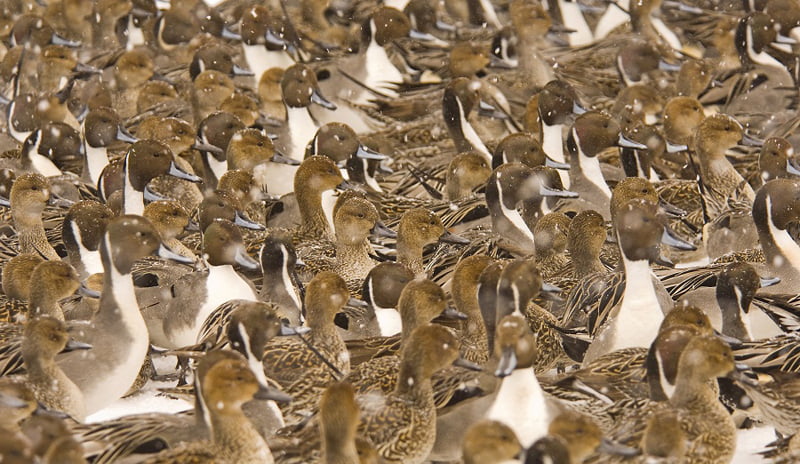Avian Influenza spreads among ducks in Kerala