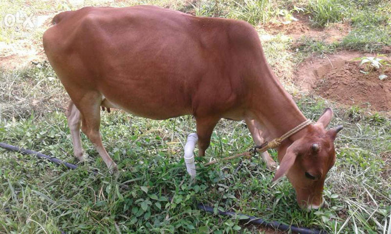 Beta Casein A2 gene in Vechur cattle