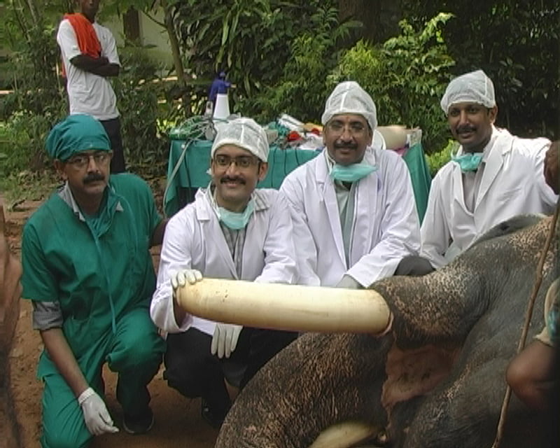 Elephantine (Tusk) Task