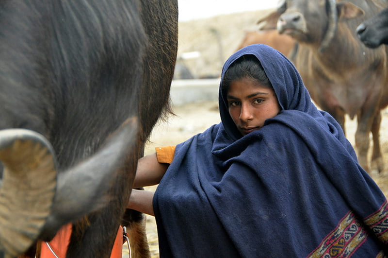 Shortage of milk in Kerala: Who gains?