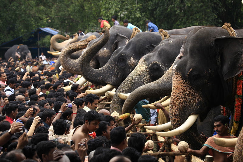Human-elephant conflicts among Asian captive elephants.