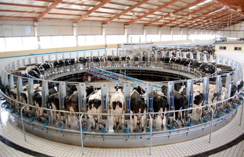 Hi-tech dairy farms and Governments
