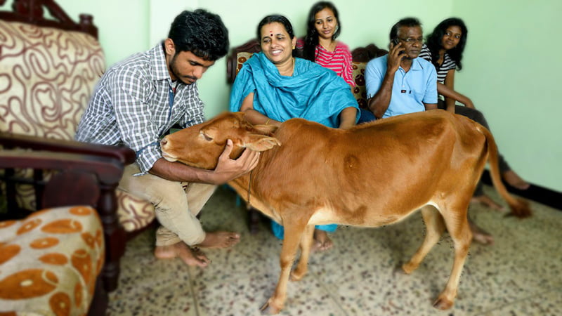 Shortest Cow in the World