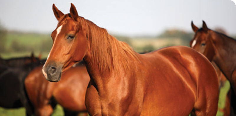 ‘Glanders’ poses a serious health risk