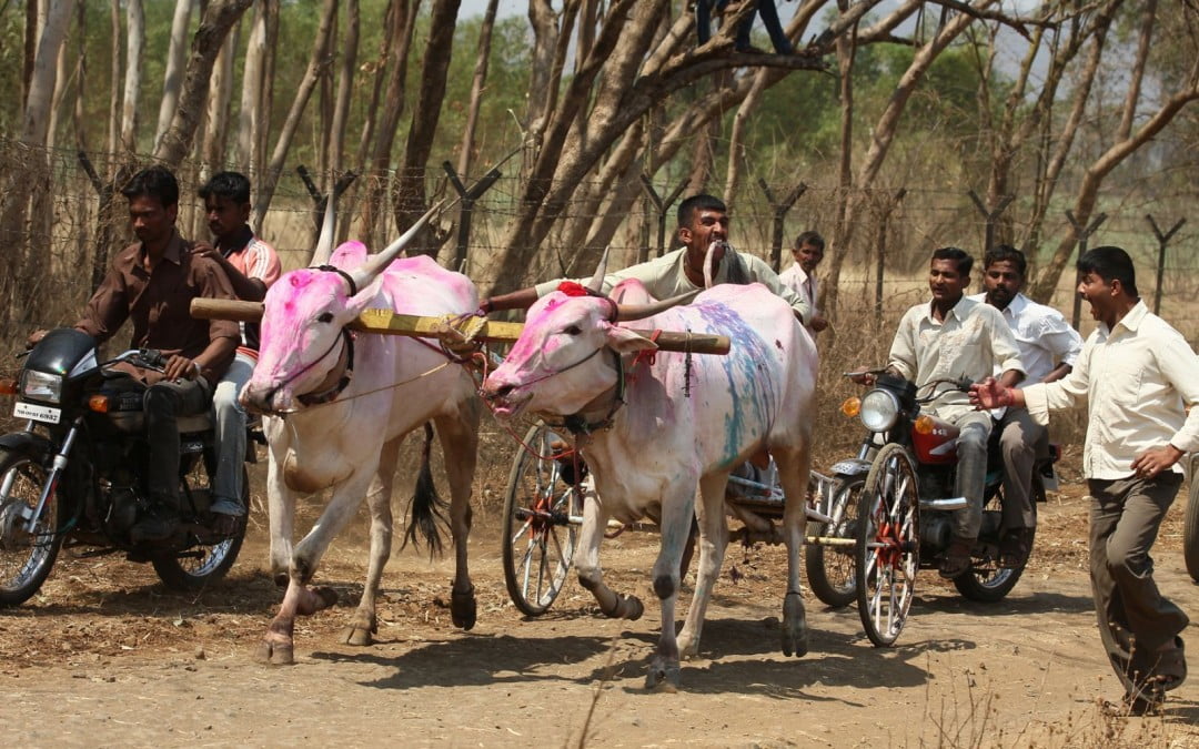 Prevention of Cruelty to Animals Act: India