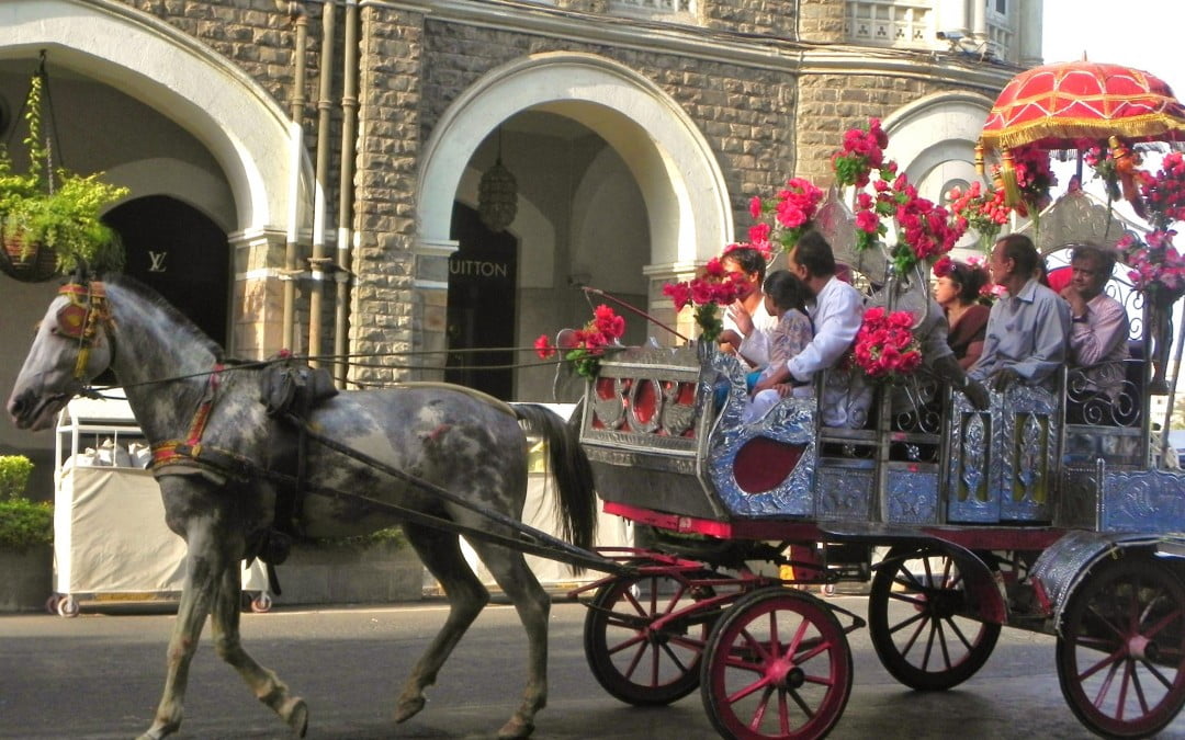 ‘Victoria’ horses of Mumbai: who will take care of them?
