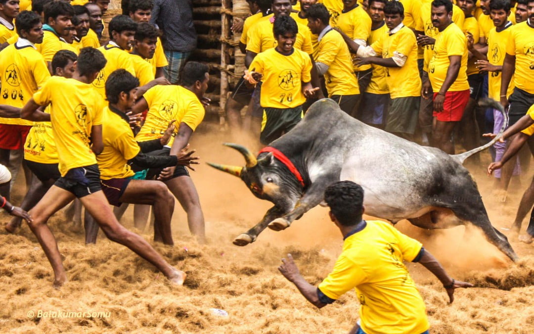 ‘Jallikattu’, the bull taming sport : Will it be back?