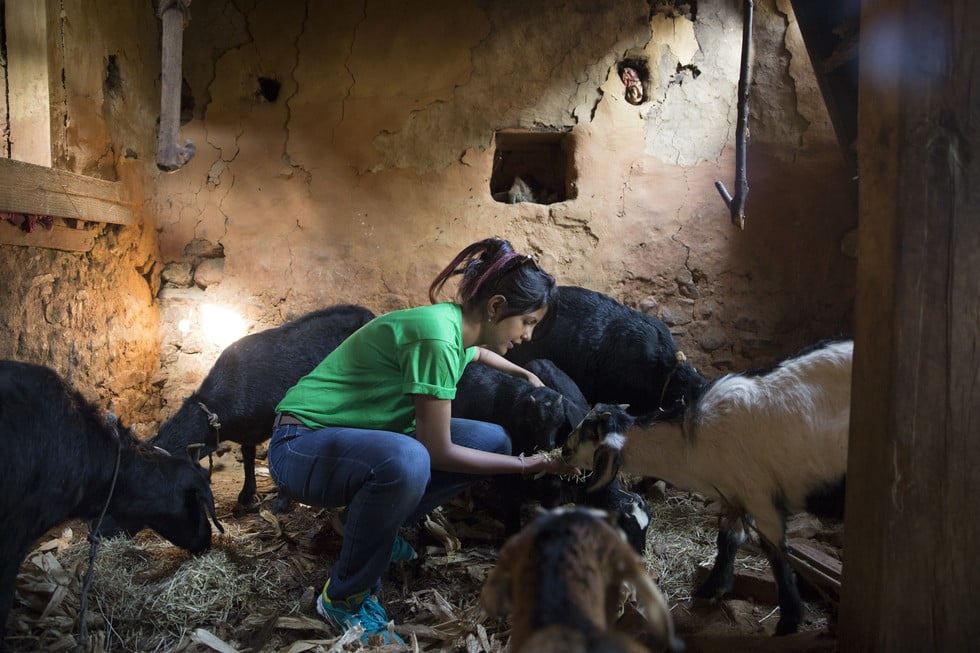 Nepal earthquake: what happened to the animals?