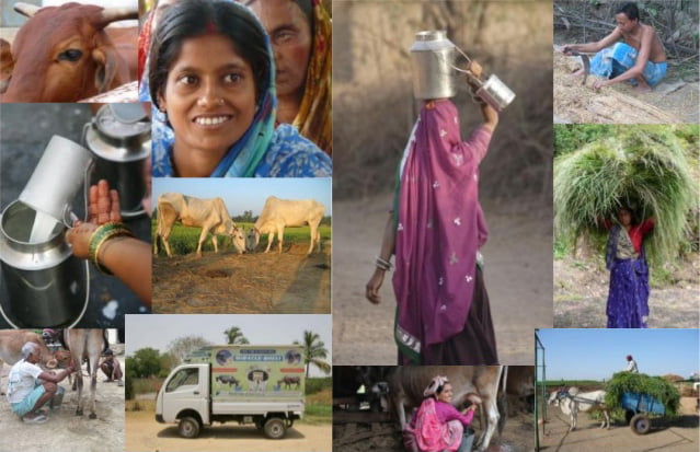Small Holder Dairy Development: FAO Report