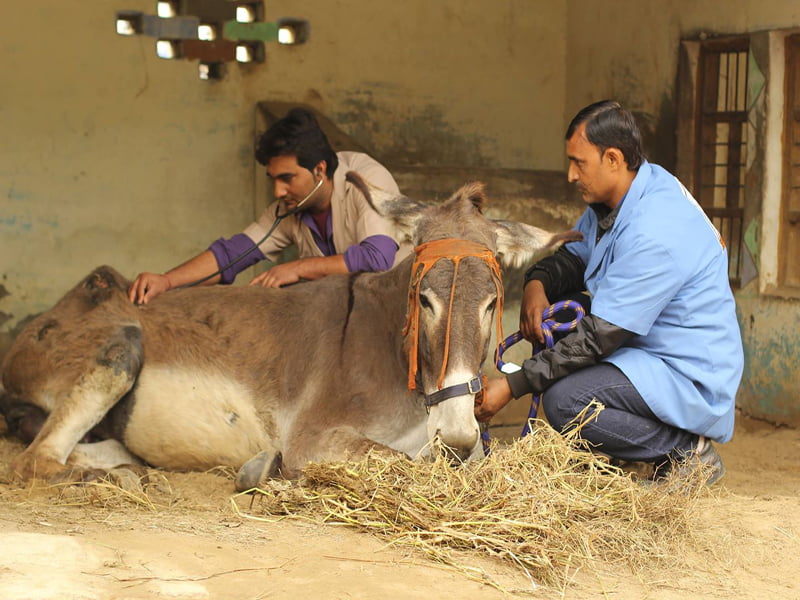 The Indian Veterinary Council Act, 1984