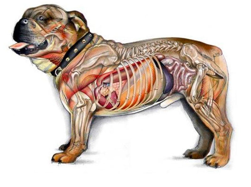 Dissection of animals: UGC deadline is over
