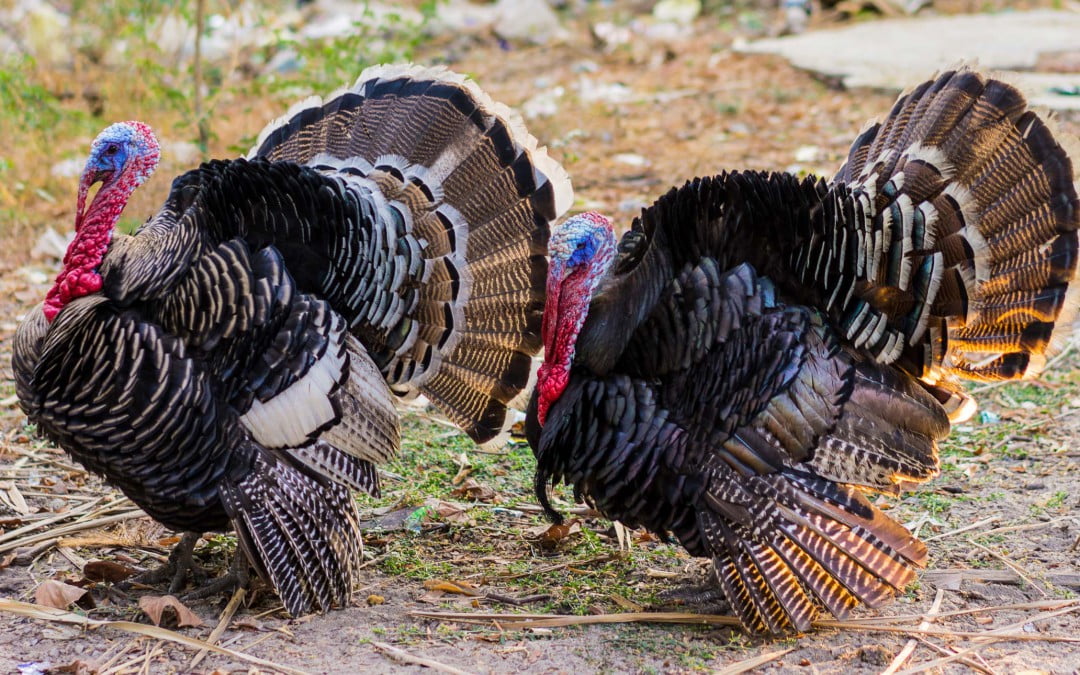 Turkey farming: Practical soultions