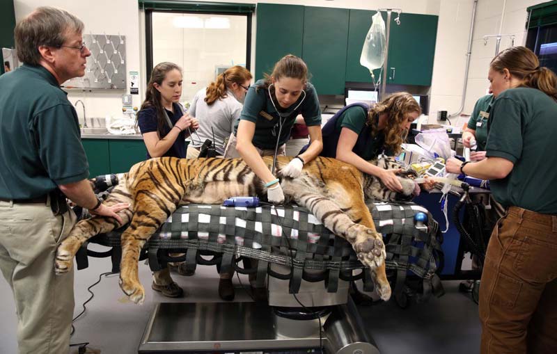 Veterinary education around the globe