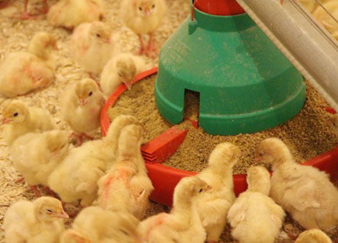 Turkey farming | Farm-Raised Turkey For Thanksgiving | The Secrets To Raising Poultry | best free range turkey