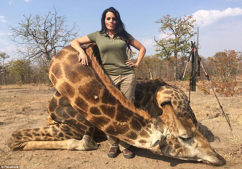 Trophy hunting or poaching: loss in wilderness