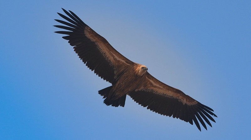 Why observe an International Vulture Awareness Day?