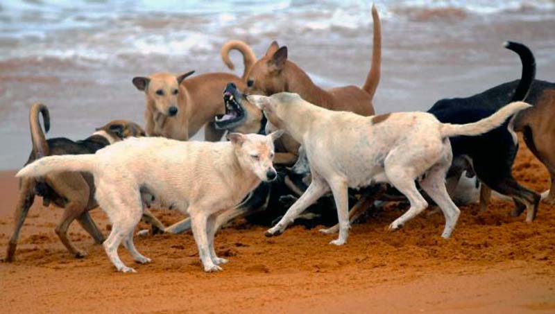 Kerala: dogs rule the streets and why?