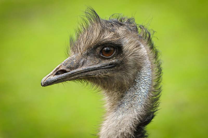 Emu farming in India: what ‘Agricultural Journalists’ never told you