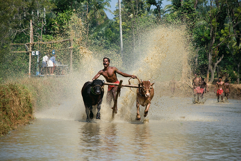 Cattle races and Jallikattu: the return of the festivals